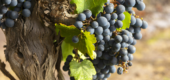 uvas